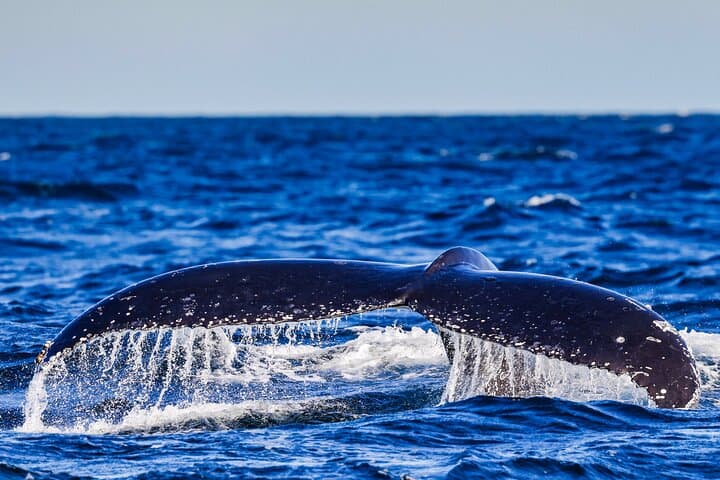 Swim with Whales Gold Coast
